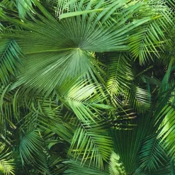 Papier peint Jungle Palm