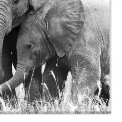 Toile murale ELEPHANT