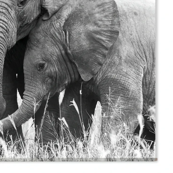 Toile murale ELEPHANT